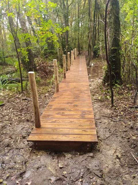 Passerelle en bois au cœur des arbres